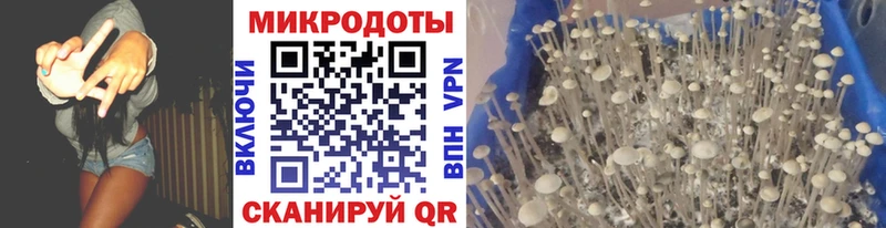 Псилоцибиновые грибы Psilocybe  Купить где  Новоалександровск 